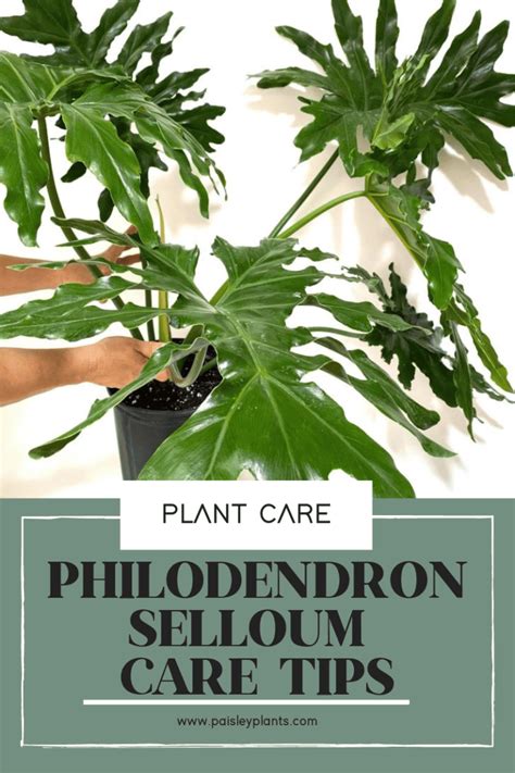 Philodendron Selloum: Growth and Care Guide .